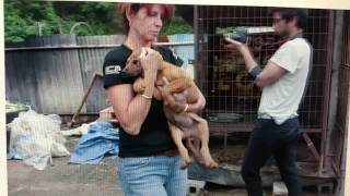 South Korea Dog Meat Farm helping save 6 lives [upl. by Araccat325]