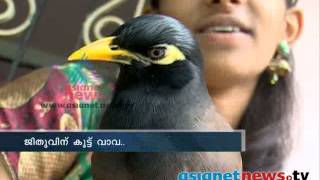 Mynah amazing bird that can imitate any sound ജീതുവിന്‌ കൂട്ട് വാവ [upl. by Iteerp818]