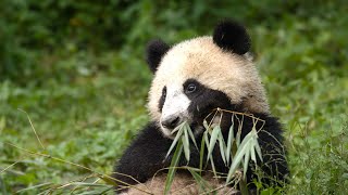 Panda Mother Teaches Cub How to Eat Bamboo  4KUHD  China Natures Ancient Kingdom  BBC Earth [upl. by Annovad250]