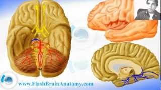 Cerebral Arteries and Circle Of Willis 12 [upl. by Aihsekyw214]