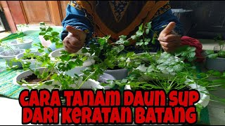 cara tanam daun sup dari keratan batang [upl. by Eladal]