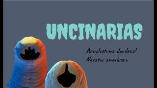 Uncicarias Necator americano y Ancylostoma duodenal [upl. by Emera]