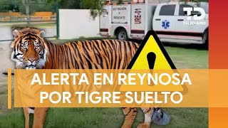 Tigre se escapa de zoológico privado en Reynosa Tamaulipas lo siguen buscando [upl. by Swainson]