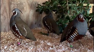 Mountain Quail Breeding Colony [upl. by Giovanni]