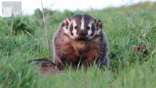 Badger Digging Den [upl. by Bradshaw]