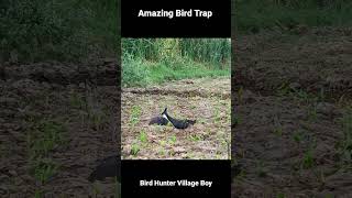 How To Hunt Bird  How To Catch Birds  Easy Way To Hunt Bird  Wild Bird Hunting  Bird Trap [upl. by Niarfe347]