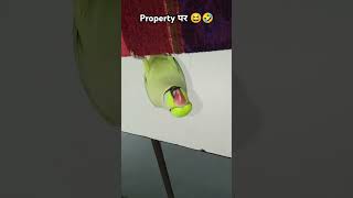 comedy😆🤣funny😝 chikuparrot shortsvideo [upl. by Richlad]