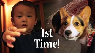 CORGI PUPPY MEETS BABY 1st TIME  Life After College Ep 454 [upl. by Negaet]