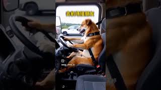 Dog bus drivervideo [upl. by Wanyen]