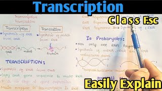 Transcription Process  Gene Expression  From DNA To mRNA  Class 12 Biology [upl. by Myriam]