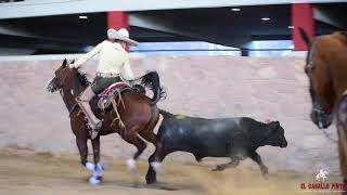 UNA DE NUESTRAS MONTURAS CHARRAS EN ACCIÓN  CHARROS DE JALISCO [upl. by Nitram]