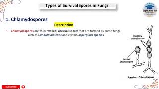 Chlamydospores  Types of Survival Spores in Fungi chlamydia mycology spore microbiology [upl. by Som]