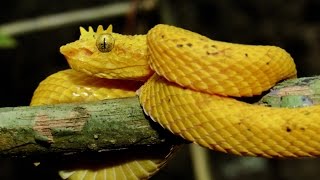 Eyelash pit viper yellow morph Bothriechis schlegelii [upl. by Chien87]