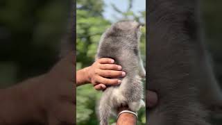 puppy cuteanimal pets cutedog husky viralvideo trending [upl. by Chatav146]