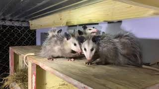 Young possums eat a Copperhead [upl. by Ohploda]