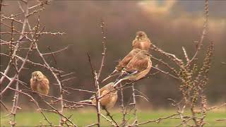 Linnets Carduelis cannabina [upl. by Bryn782]