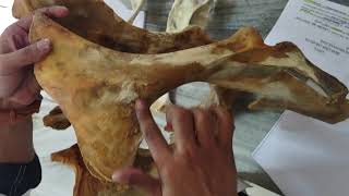 Os coxae of bovine species  detailed anatomy of os coxae bone  hip bone  os coxae  vetanatomy [upl. by Alisan904]