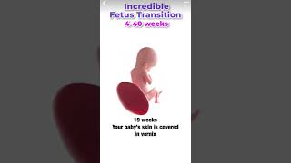 FOETAL DEVELOPMENTHow Your Body Creates A Baby Fetal Development Stages ExplainedMATERNITY VIDEO [upl. by Gervais987]