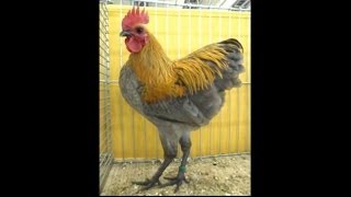 German Langshan Bantam lemon blue Deutsche ZwergLangschan blauorangebrüstig [upl. by Chelsae156]