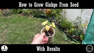 How to Grow Ginkgo From Seed With Results [upl. by Estas]