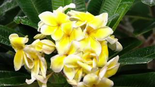 Robertas 2piece Hawaiian Plumeria with Fertilizer on QVC [upl. by Denby]