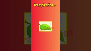 TRANSPIRATION [upl. by Bass]