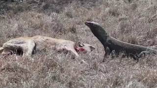 Komodo Dragon Eating A Deer [upl. by Enelrad]