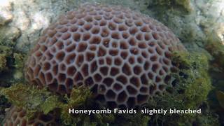 Magnetic Island Coral Bleaching 2020 Western Geoffrey Bay reef flat amp ancient Porites microatolls [upl. by Magill]