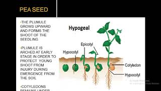 EPIGEAL AND HYPOGEAL GERMINATION [upl. by Gibson460]