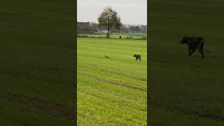 vorstehhund jagd jagdhund jagdhundeausbildung hundetraining training fishing carpfishing [upl. by Ferullo861]