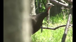 Best Hen Turkey Calling on YouTube compilation [upl. by Adamsen]