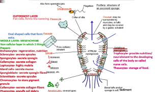 animal3 poriferaa pinacoderm mesenchyme choanoderm NEETAIIMSMDCAT [upl. by Talanta]