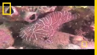 Strange Sea Creatures Psychedelic Fish  National Geographic [upl. by Dreher]