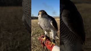 hawk training in the wild [upl. by Messing349]