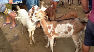 FEIRA DE BODE E OVELHAS EM CAMPINA GRANDEPB 18092024 [upl. by Sulihpoeht655]