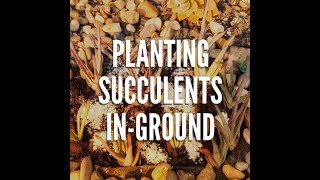 PLANTING SUCCULENTS IN GROUND WITH DIATOMACEOUS EARTH [upl. by Akahc622]