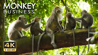 4K HDR Monkey Business  Life of Monkeys  Animal Documentary  Fun amp Relaxing Music Video  No Talk [upl. by Direj893]