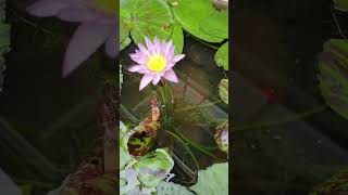 waterlily [upl. by Lanna]