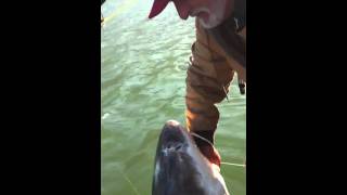 8 foot Sturgeon  Columbia RiverBonneville [upl. by Yaras]