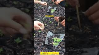 proses seedling Adenium [upl. by Sherye]