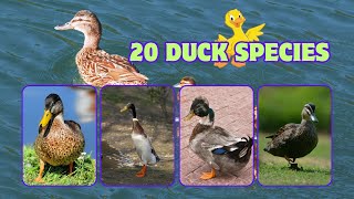 Top 20 Different types of ducks  Duck species  Duck breeds  Duck videos for kids [upl. by Enotna392]