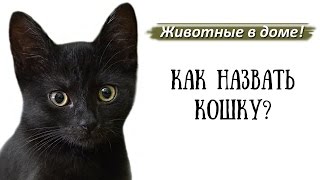 Имена клички для кошек [upl. by Eiramoj]