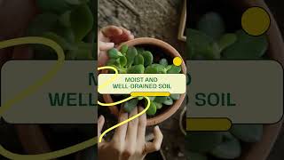 The African Violet Plant Everything You Need To Know To Get Started [upl. by Lilah]