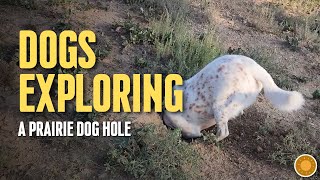 Dogs Exploring Prairie Dog Holes in Colorado [upl. by Nehgem]