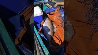 Grabe😱 Ngayon lang ako nakakita ng Ganito kalaking Isda na Giliw Giliw fishing viralvideo [upl. by Aramit]