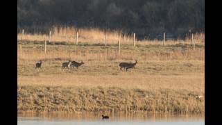 vidéo chevreuils parc du Marquenterre [upl. by Enaitsirk740]