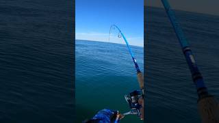 Wreck Fishing in NJ fishing viral epic tog [upl. by Airehs]