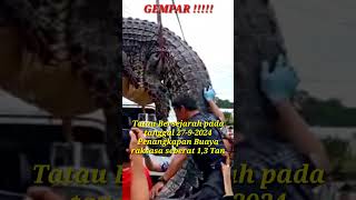 Buaya Terbesar berat 13 Tan di Pekan Tatau Lamashorts [upl. by Anirba348]