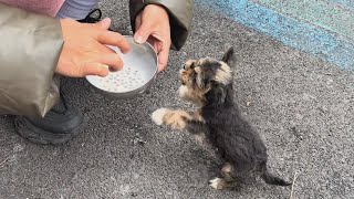 quotIm so hungryquot The puppy cried and begged for food after days of being abandoned and starving [upl. by Yrogreg728]