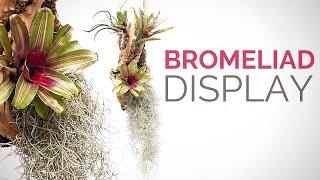 Make a hanging Bromeliad display [upl. by Tonkin]